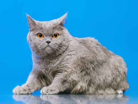blue british shorthair cat, on blue backgroundの写真素材
