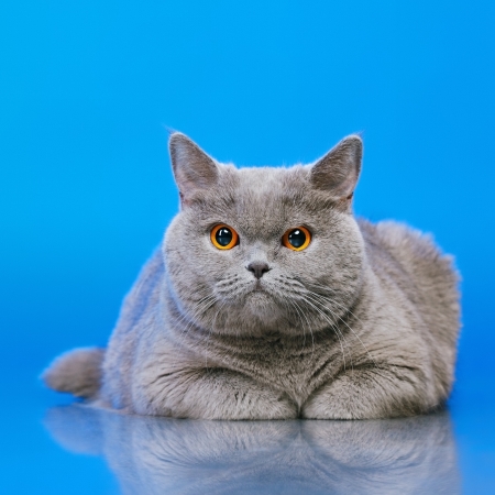 blue british shorthair cat, on blue backgroundの写真素材
