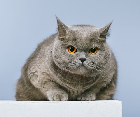 blue british shorthair cat, on blue backgroundの写真素材