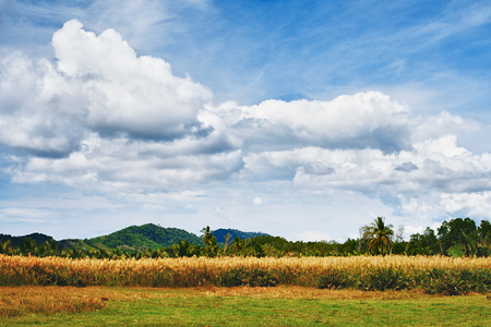 green landscape at summer day in Thailandの写真素材