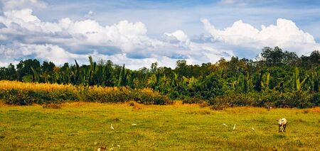 green landscape at summer day in Thailandの写真素材