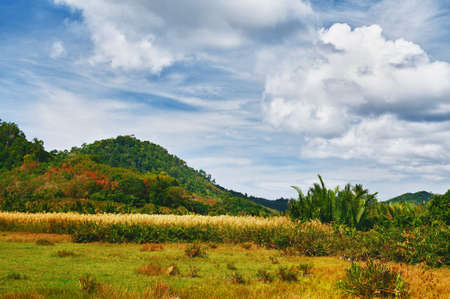 green landscape at summer day in Thailandの写真素材