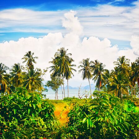 tropical beach with palms, Andaman Sea, Thailandの写真素材