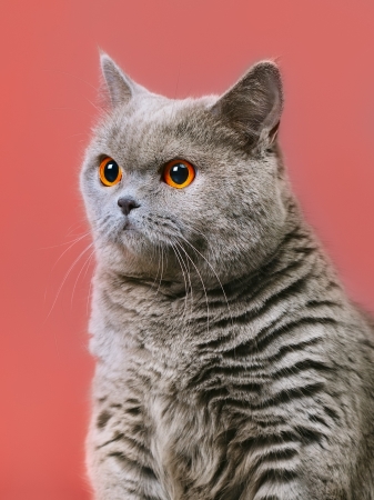 blue british shorthair catの写真素材