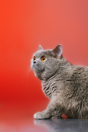blue british shorthair catの写真素材