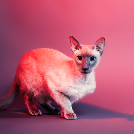 shorthair oriental cat, peterbaldの写真素材