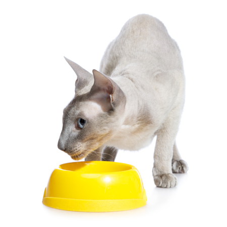 shorthair oriental cat, peterbald, standing near bowlの写真素材