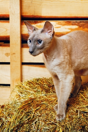 cute shorthair oriental cat, peterbald, on hayloftの写真素材