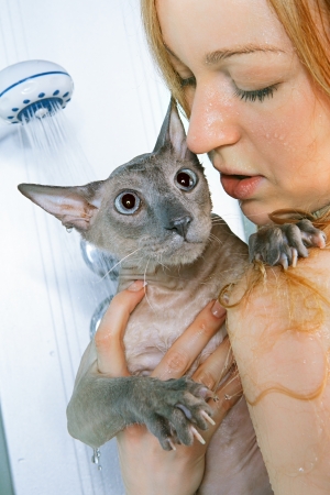 shorthair oriental cat and girl, taking a showerの写真素材