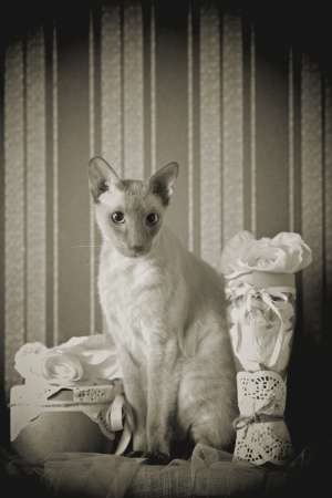shorthair oriental cat, sitting on table, sepiaの写真素材
