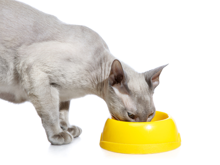 shorthair oriental cat, peterbald, standing near bowlの写真素材