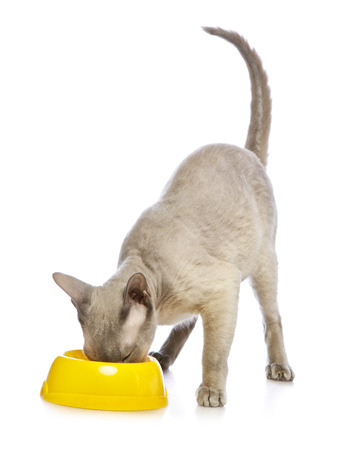 shorthair oriental cat, peterbald, standing near bowlの写真素材