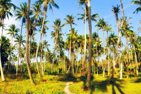 coconut palms and blue sky background, Thailandの写真素材