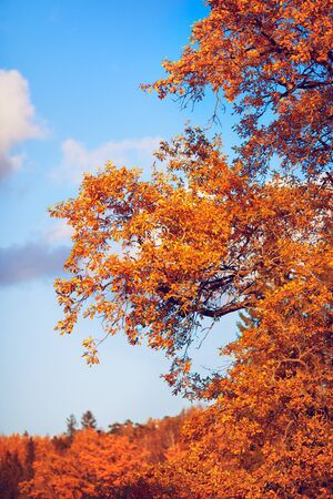 beautiful autumn oak tree at sunny dayの写真素材