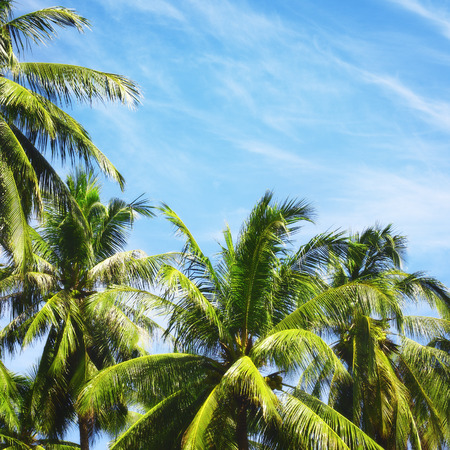 coconut palms and blue sky background, Thailandの写真素材