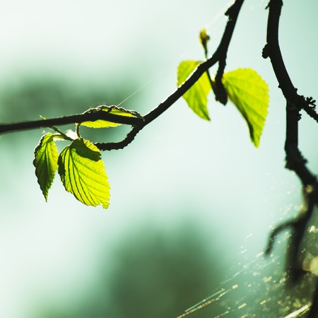 Spring with green leaves of birchの写真素材