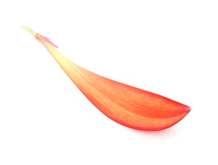 red gerbera flower single petal, macro shotの写真素材