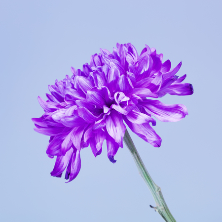 fresh violet chrysanthemum flower on blue backgroundの写真素材