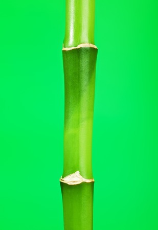 fresh green bamboo stick, on green backgroundの写真素材