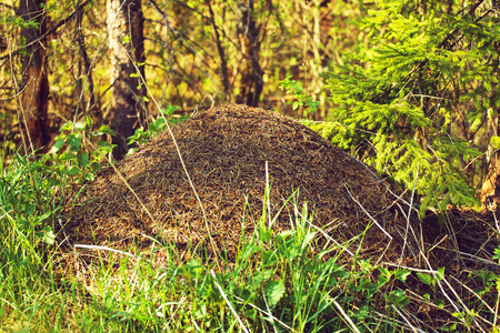 big anthill with colony of ants in summer forestの写真素材