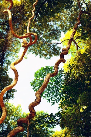 thick wooden liana in jungle of Thailandの写真素材