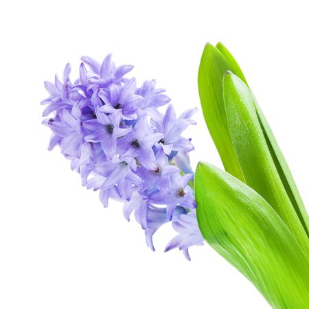beautiful blue hyacinth, isolated on white backgroundの写真素材