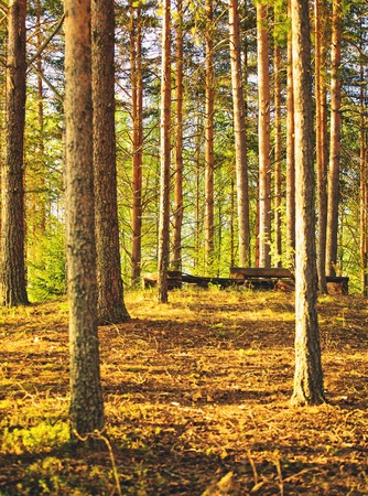 summer pine forest in the early morningの写真素材