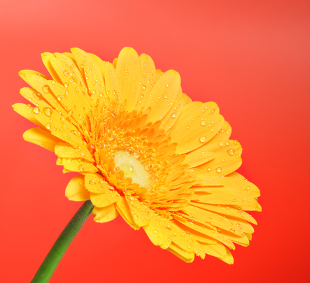 beautiful yellow gerbera flower on red backgroundの写真素材