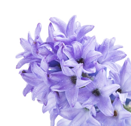 blue hyacinth flower close up, isolated on white backgroundの写真素材