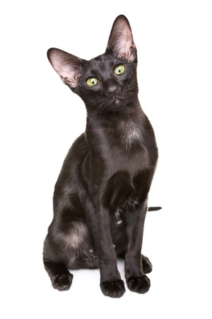 black oriental shorthair cat portrait, isolated on white backgroundの写真素材
