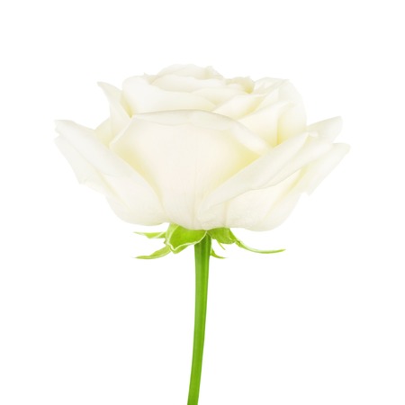single cream rose flower, isolated on white backgroundの写真素材