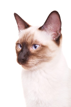 gray thai cat with blue eyes portrait, isolated on white backgroundの写真素材