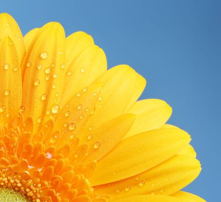 beautiful yellow gerbera flower on blue backgroundの写真素材