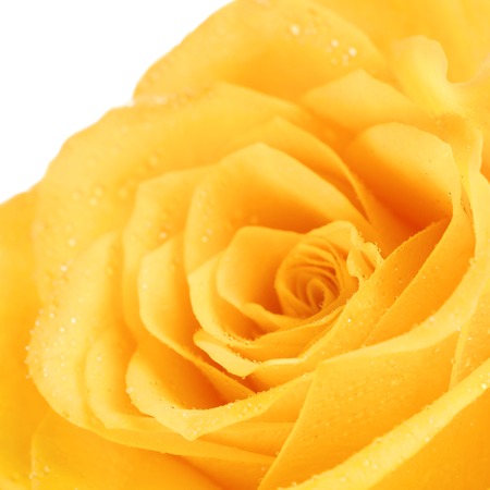 single yellow rose flower background, close upの写真素材