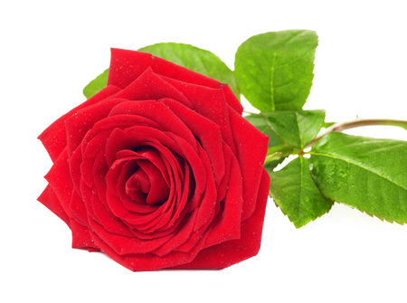 single red rose flower, isolated on white backgroundの写真素材