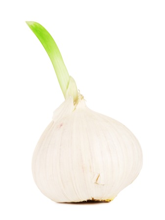 sprouting chinese solo garlic, isolated on white backgroundの写真素材