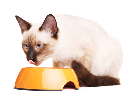gray thai cat eats dry pet food, isolated on white backgroundの写真素材