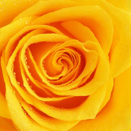 single yellow rose flower background, close upの写真素材