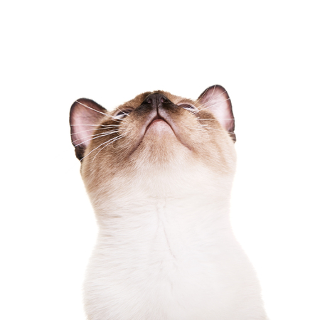 gray thai cat with blue eyes looking up, isolated on white backgroundの写真素材