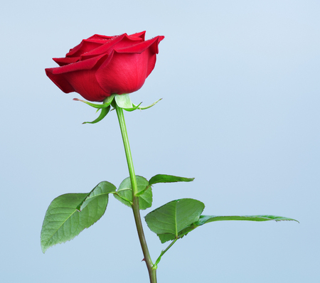 single red rose flower, on blue backgroundの写真素材