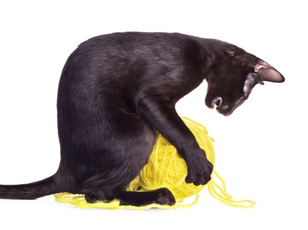 black oriental shorthair cat playing with woolen ball, isolated on whiteの写真素材