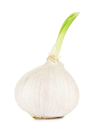 sprouting chinese solo garlic, isolated on white backgroundの写真素材