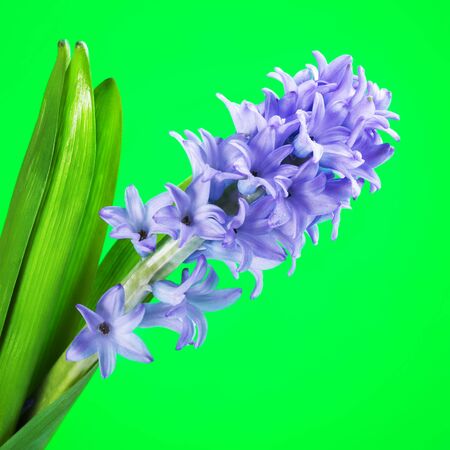 beautiful fresh blue hyacinth flower on green backgroundの写真素材