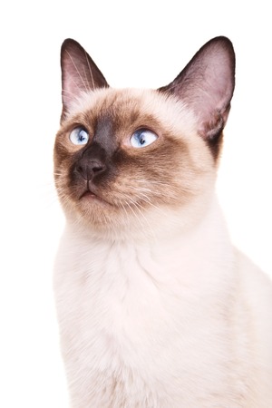 gray thai cat with blue eyes portrait, isolated on white backgroundの写真素材
