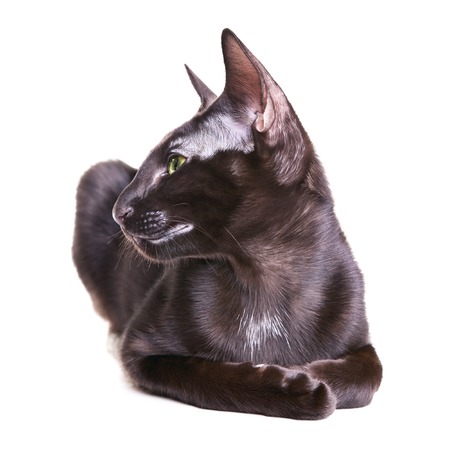 black oriental shorthair cat portrait, isolated on white backgroundの写真素材