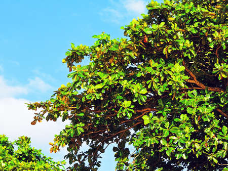 branch of thai tree against blue skyの写真素材