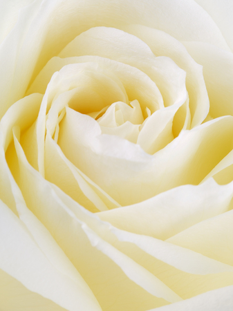 cream rose flower petals, close up backgroundの写真素材
