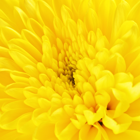 autumn yellow flower chrysanthemum background, macro shotの写真素材