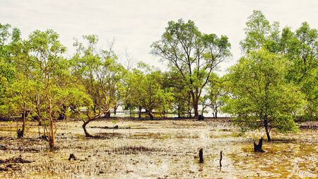 mangrove swamp at low tide in Thailandの写真素材
