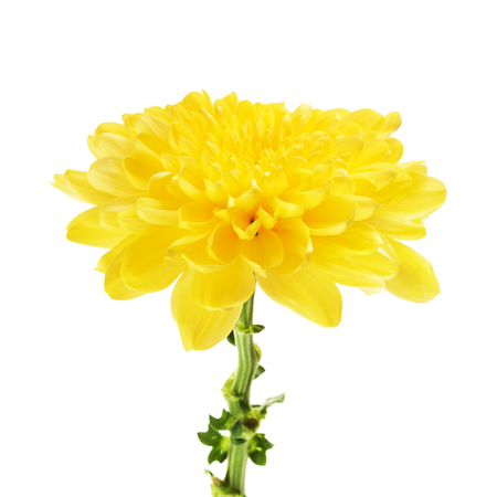 autumn yellow flower chrysanthemum, isolated on whiteの写真素材